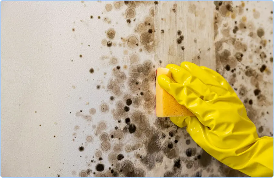 Mold & Mildew Removal