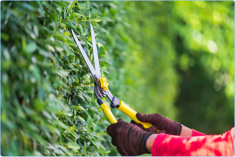 Tree & Shrub Pruning