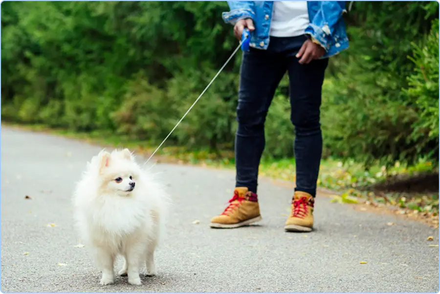 Pet Sitting & Family Animal Care